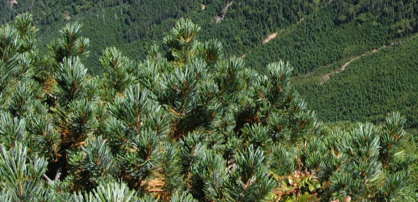 Pinus pumila creciendo tendido sobre la ladera en su hábitat de montaña