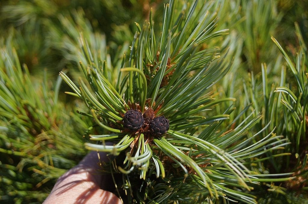 Hojas de Pinus pumila