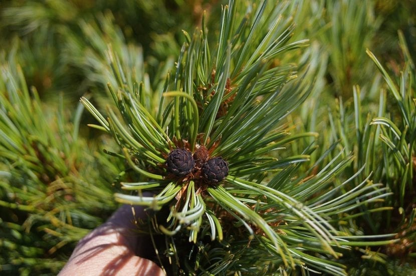 Detalle de las acículas azuladas agrupadas de cinco en cinco del Pinus pumila