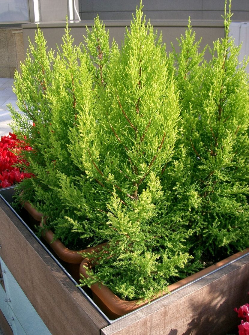 Ejemplares jóvenes de Cupressus macrocarpa Goldcrest, el llamado pino limonero