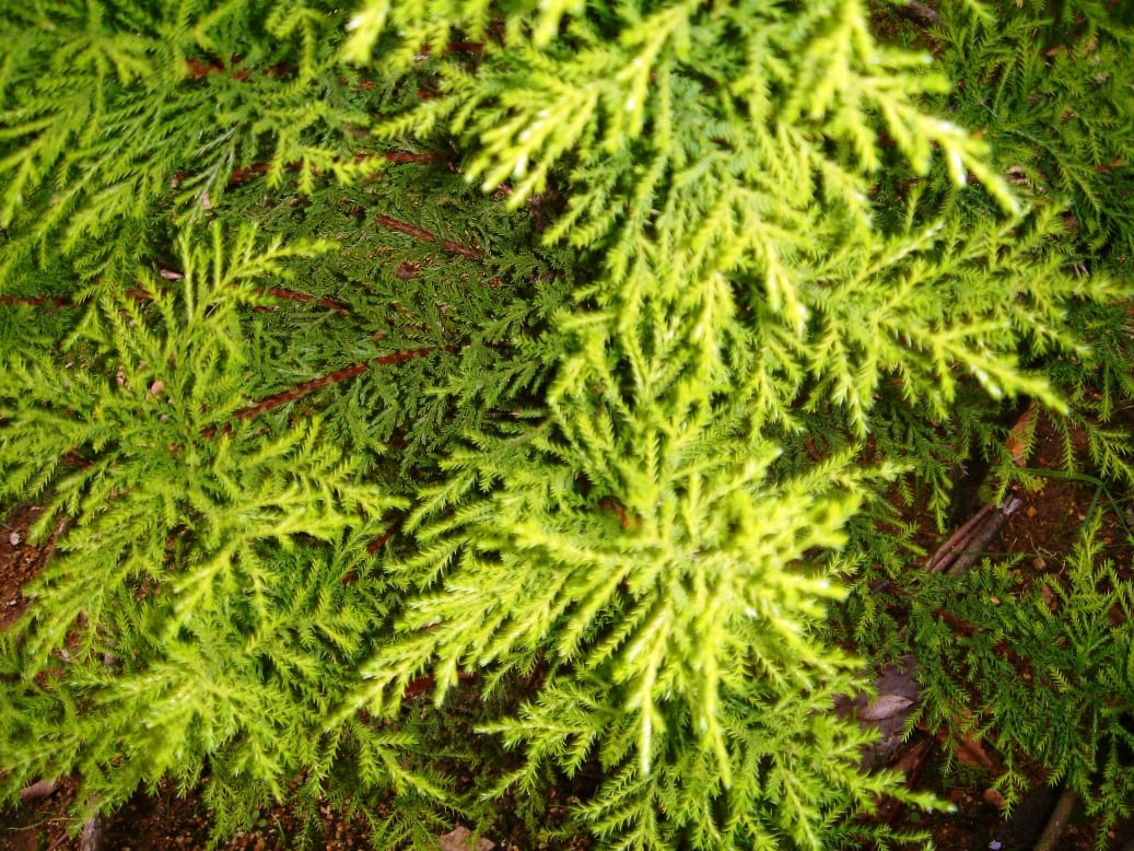 Pino limonero (Cupressus macrocarpa Goldcrest): guía completa