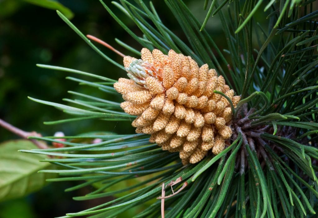 Pino negral (Pinus nigra): identificación y cultivo