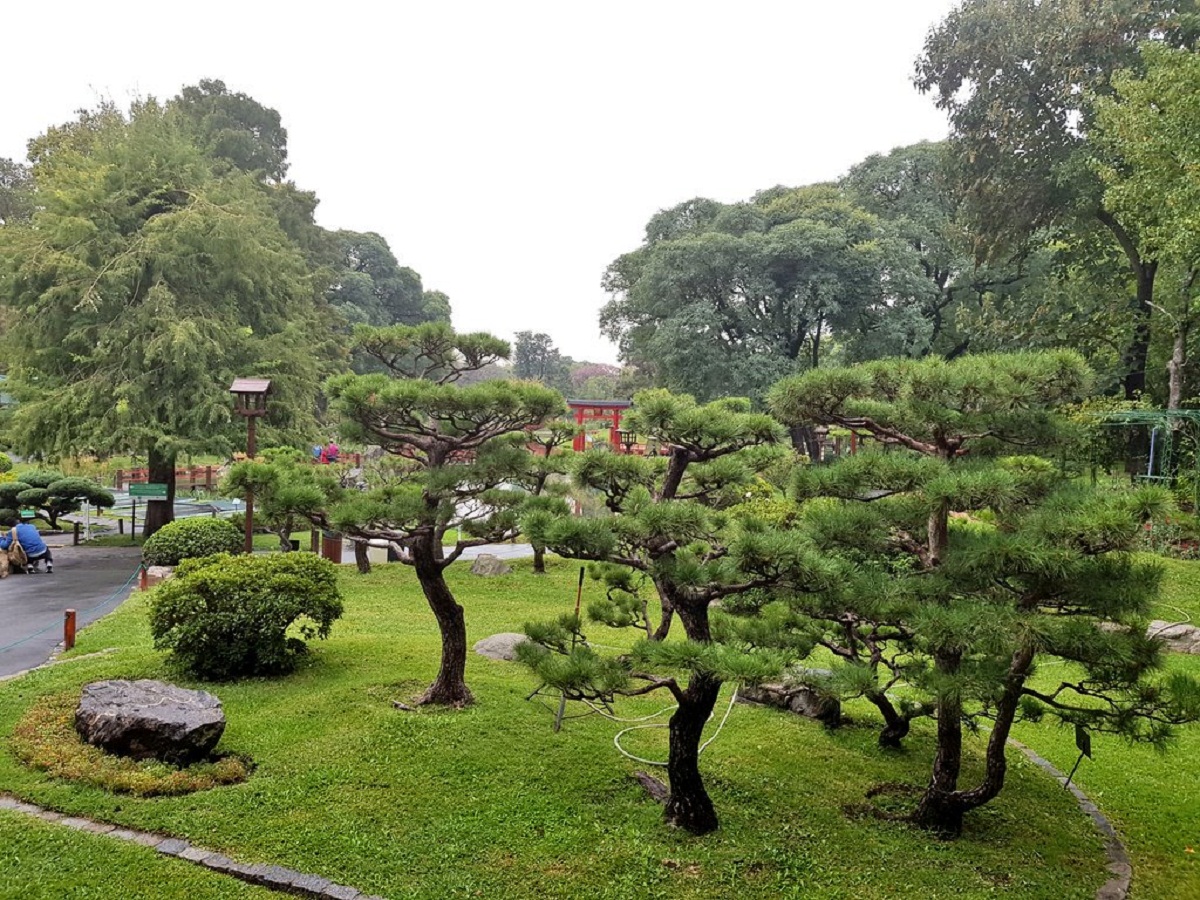 jardin con Pino negro japonés