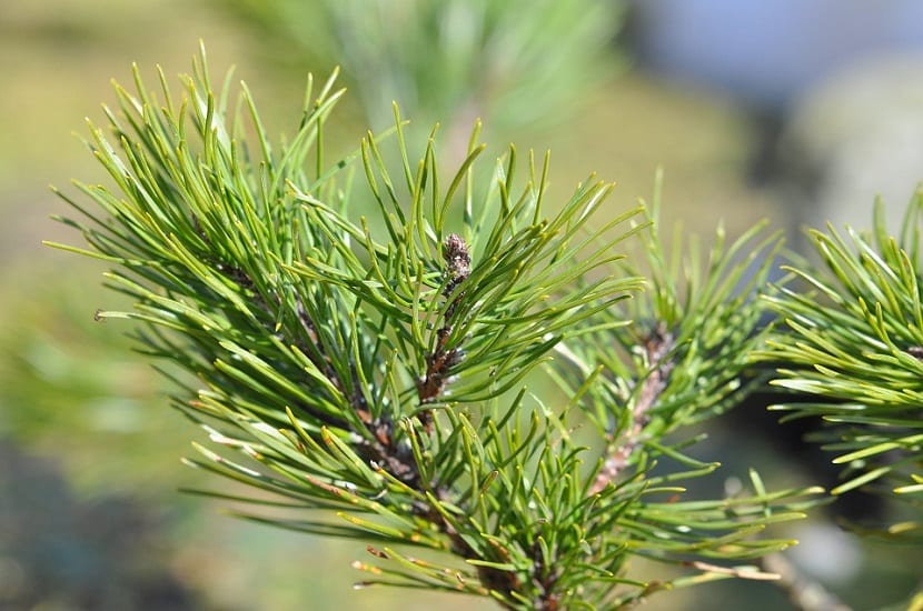 Pino siberiano (Pinus sibirica): cultivo, piñones y plagas
