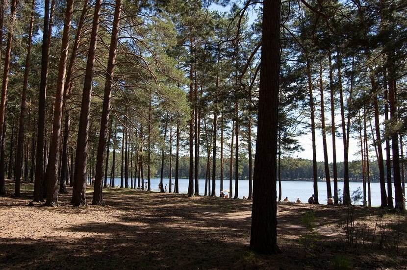 Se trata de una conifera originaria de Siberia, que crece en torno a las Montañas Stanovoi en el sur de la Republica de Saja