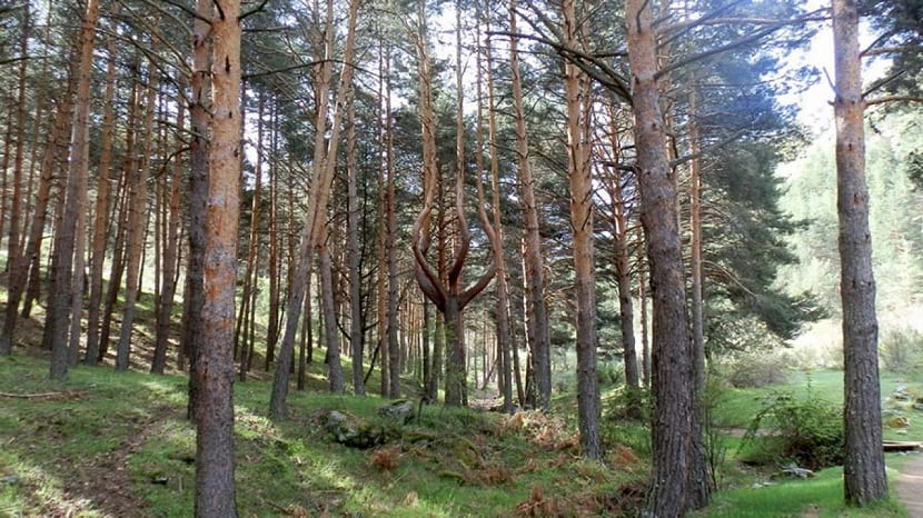 Bosque pino silvestre