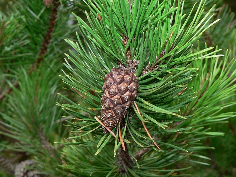 Vista del Pinus contorta