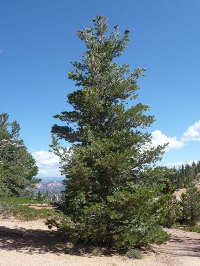 Vista del Pinus flexilis