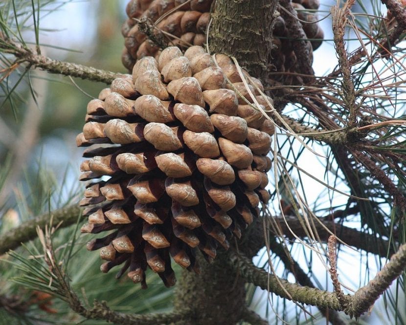 El cono del Pinus radiata tiene forma alargada