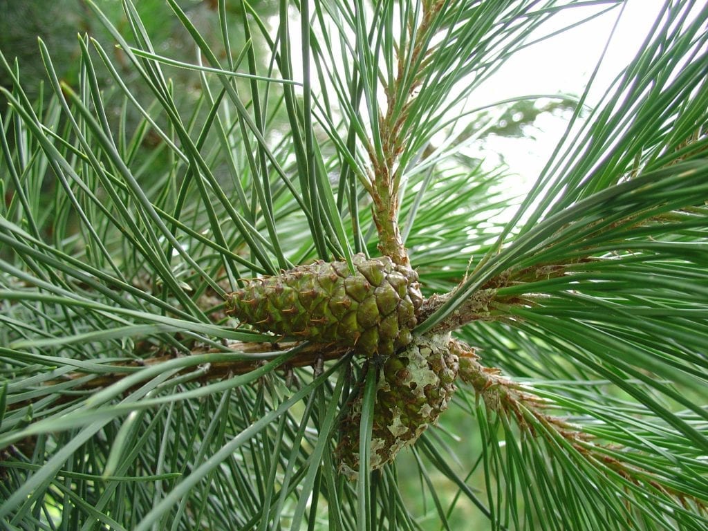 Hojas del Pinus contorta var latifolia
