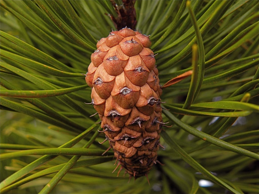 Pinus contorta: variedades, cultivo y cuidados del pino contorto