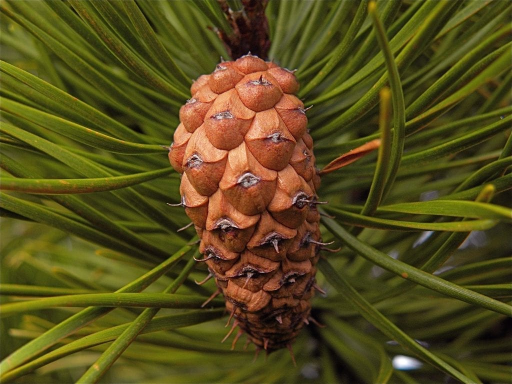 Piña del Pinus contorta