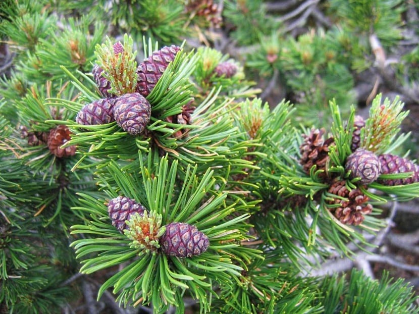 arbusto con piñones llamado Pinus mugo