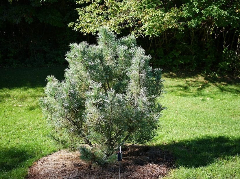 Pinus mugo: variedades, cuidados y poda del pino de montaña