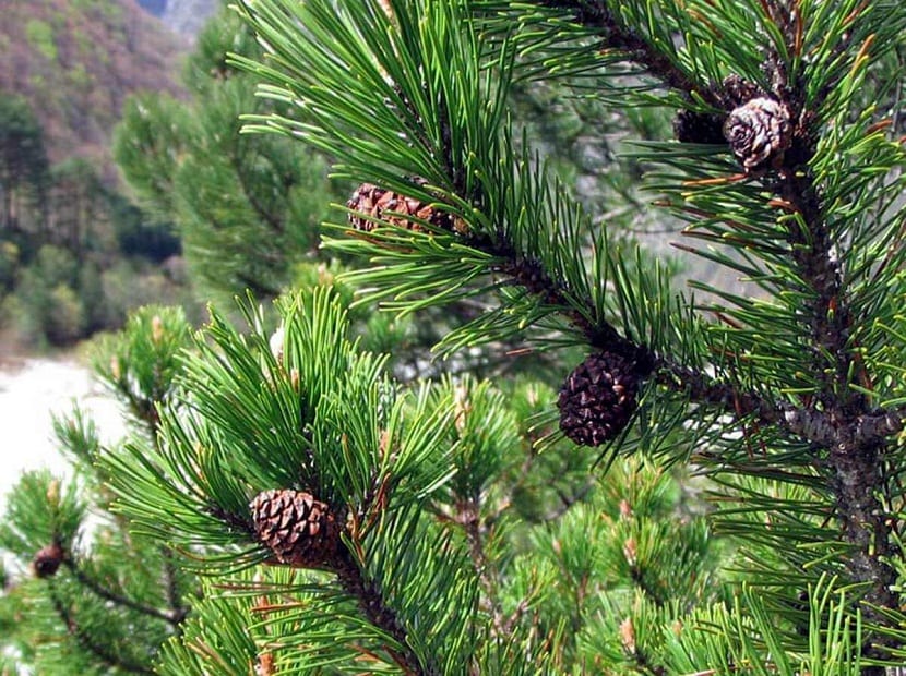 arbusto con piñones llamado Pinus mugo