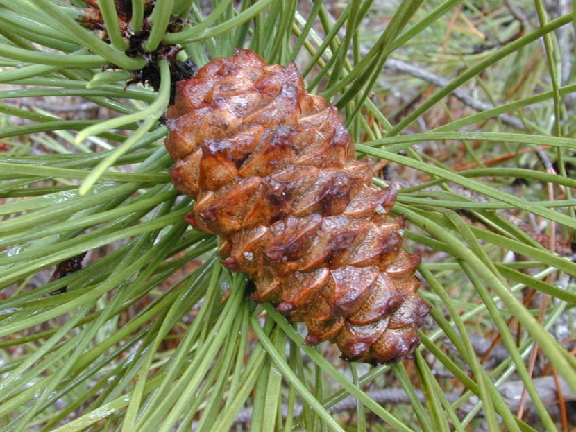 Pinus pinaster