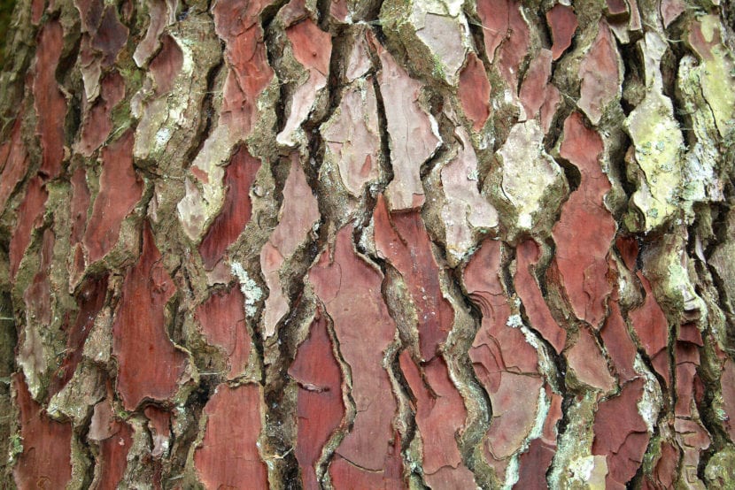 Corteza de Pinus pinaster