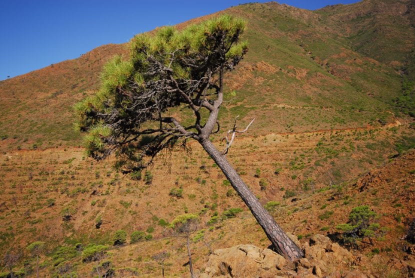 Pinus pinaster en Sierra Bermeja