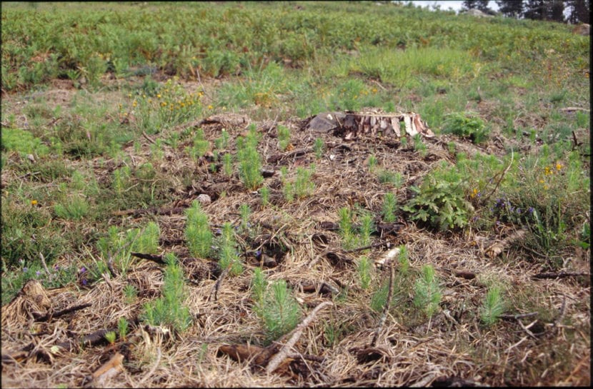Jóvenes Pinus pinaster