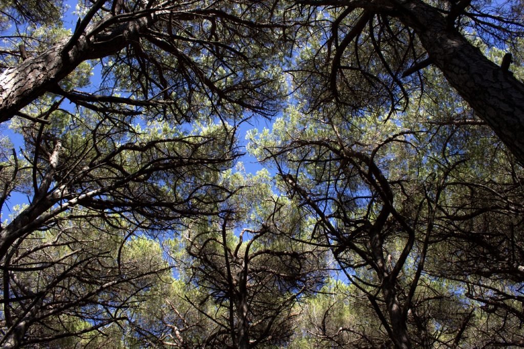 Los pinos piñoneros son plantas mediterráneas