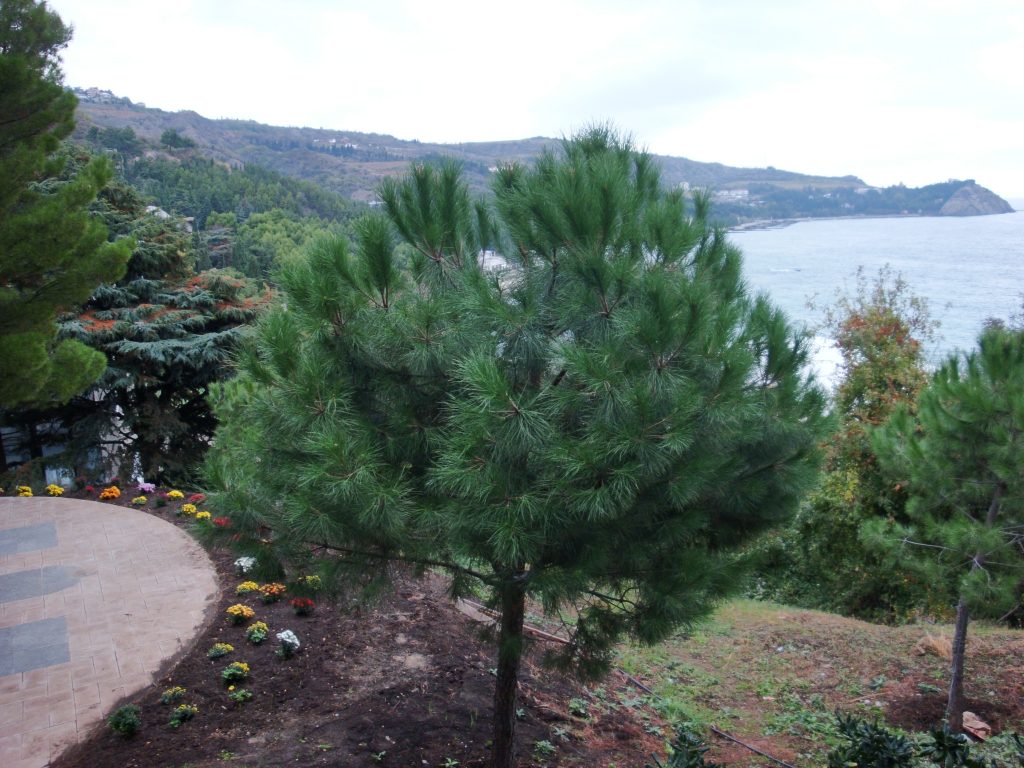 El Pinus pinea es un árbol