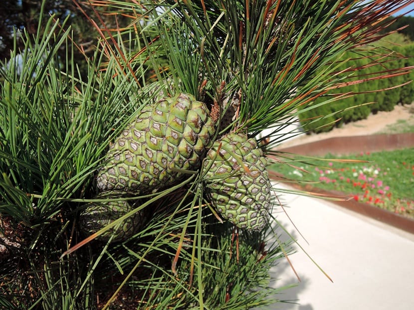 Fruto del Pinus radiata