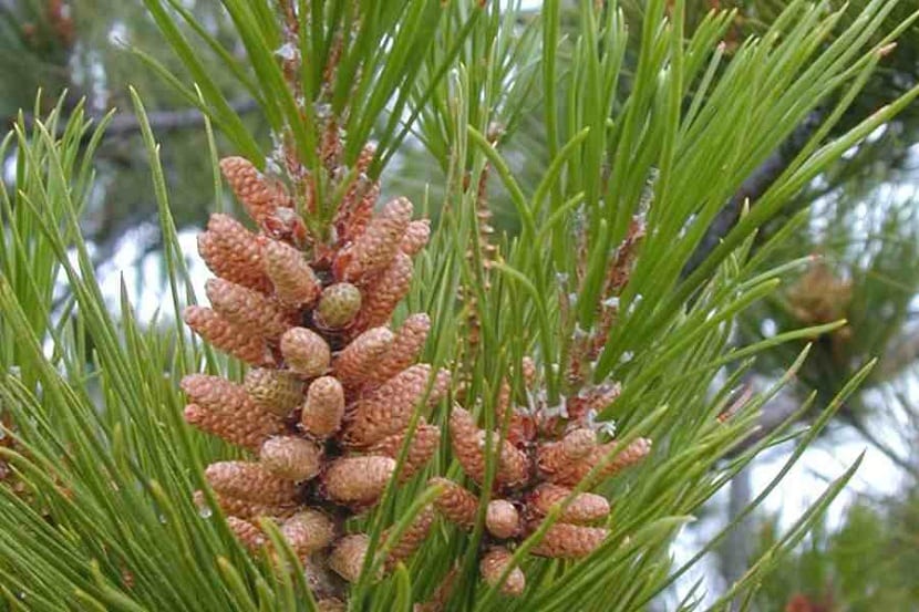 Frutos del Pinus radiata creciendo