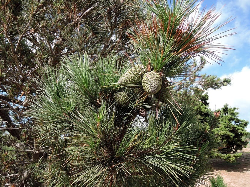 Hojas del Pinus radiata con su fruto