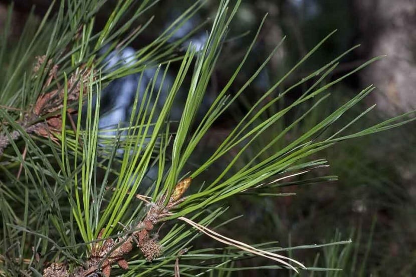 Hojas del Pinus radiata