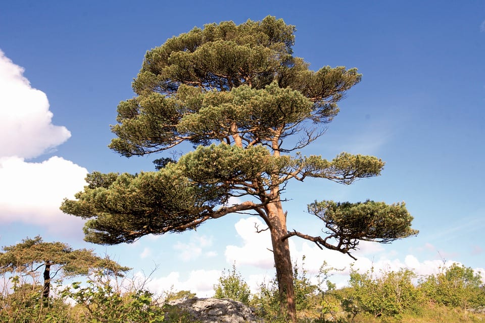 Pinus sylvestris: cómo es y dónde plantarlo