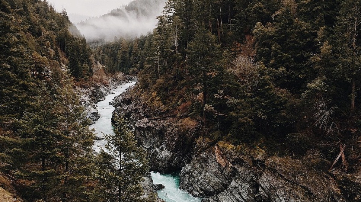 imagen del pino canadiense que rodea a todo el rio