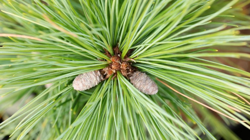 Piñas alargadas y curvadas de Pinus strobus colgando de la rama