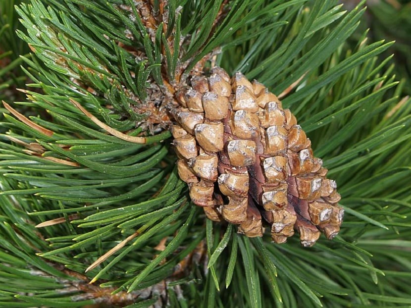 Pinus uncinata