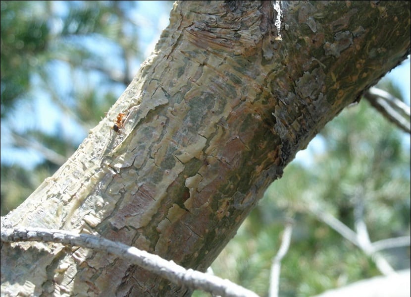Tronco del pinus uncinata