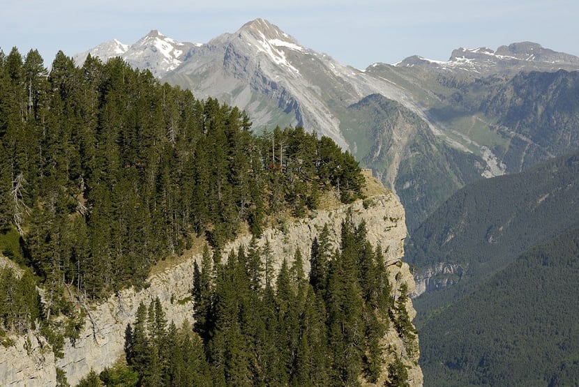 bosques de pinus uncinata