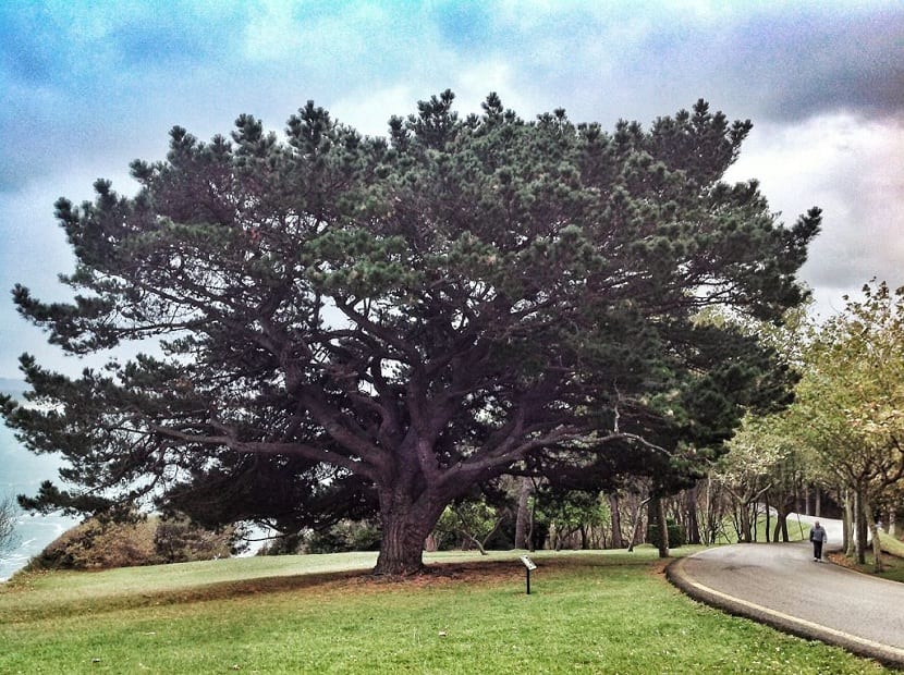 Pinus uncinata, el pino negro del límite del bosque