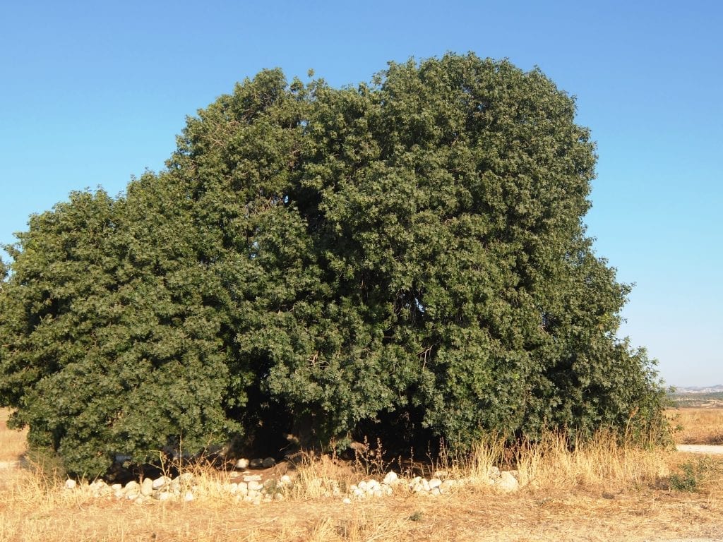 Pistacia atlantica: cultivo, riego y resistencia a la sequía