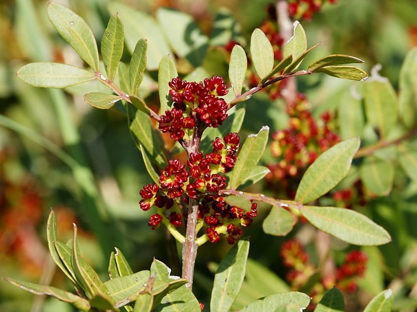 Pistacia: especies, cultivo y patrones del pistachero