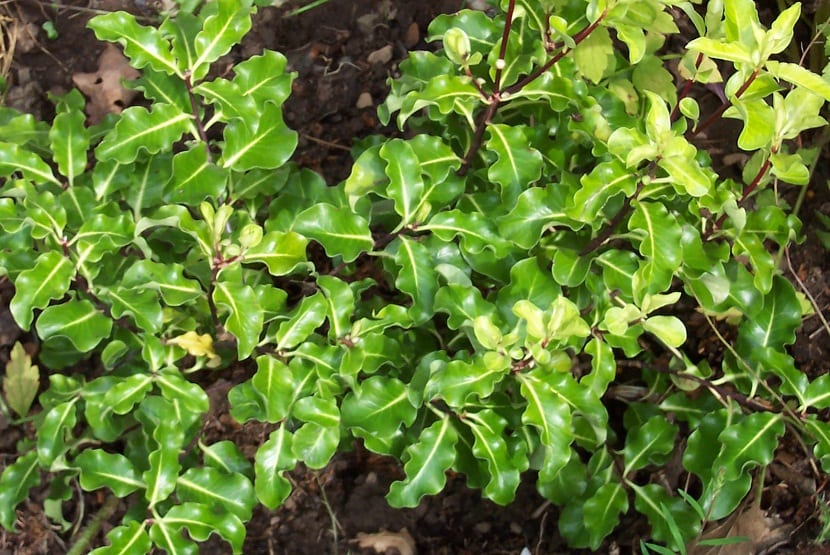 Arbusto de pitosporo con hojas pequeñas de color verde claro y bordes ondulados