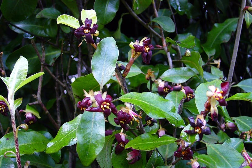 arbusto lleno de flores de color berengena