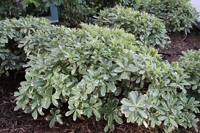 es una planta que pertenece al género Pittosporum
