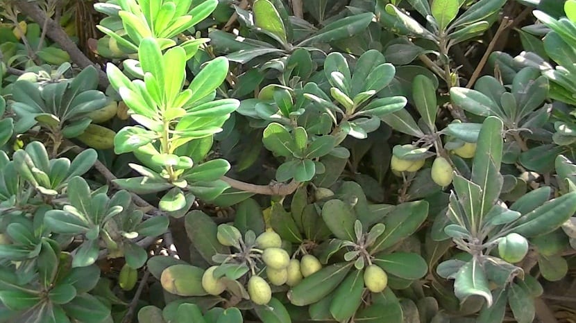 Pittosporum tobira: cuidados, poda y variedades