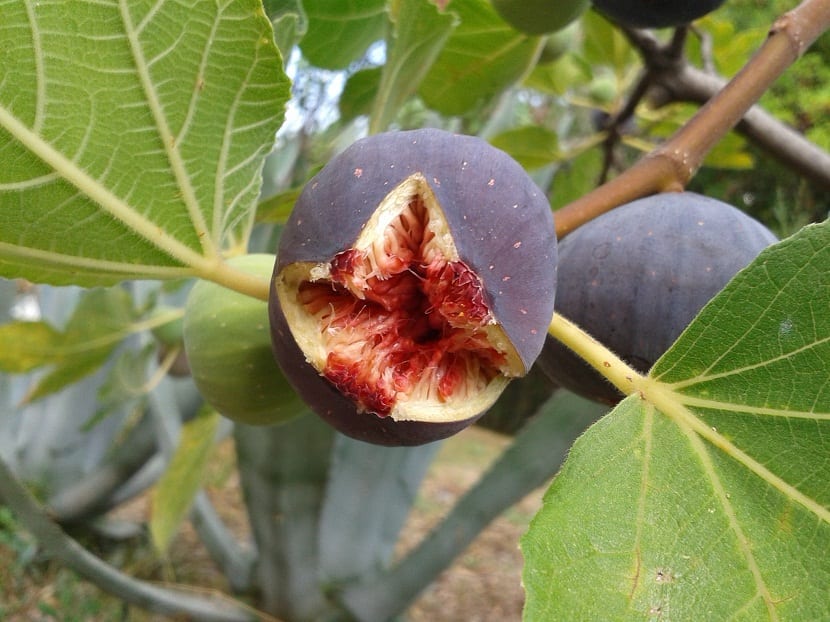 higos e higueras