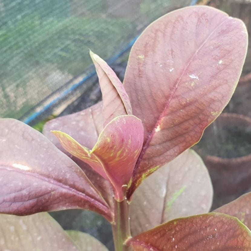 Planta de la vida