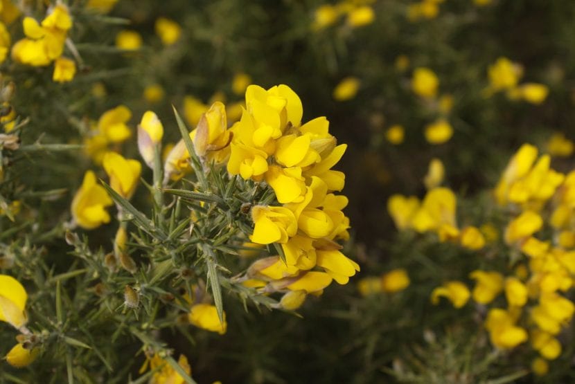 Planta de Ulex europaeus o toxo