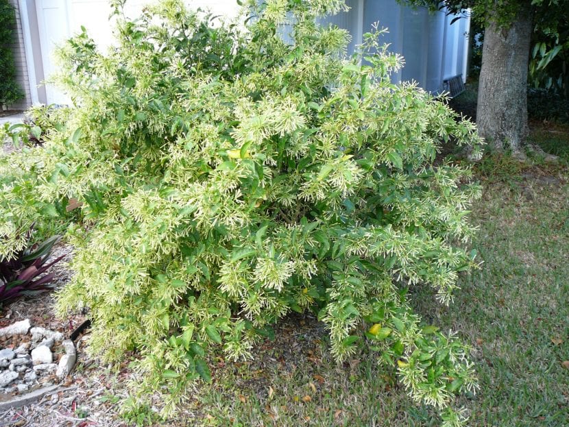 Arbusto de galán de noche (Cestrum nocturnum)