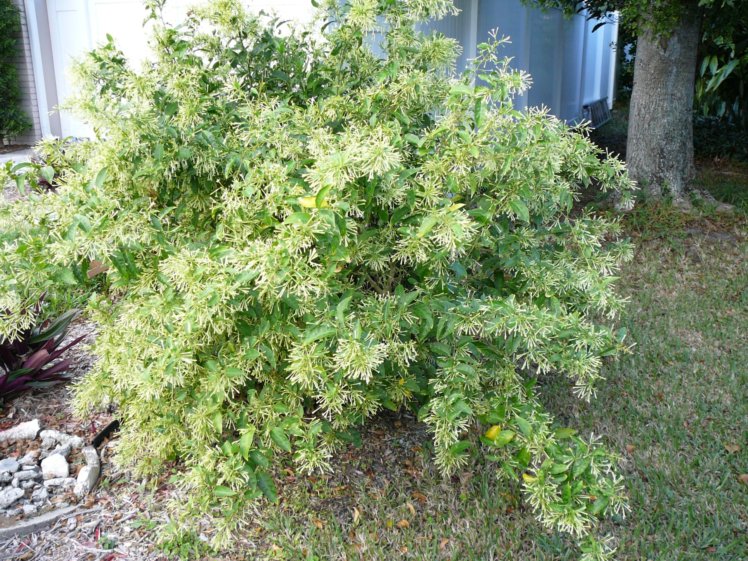 Cestrum nocturnum, nombre científico del galán de noche