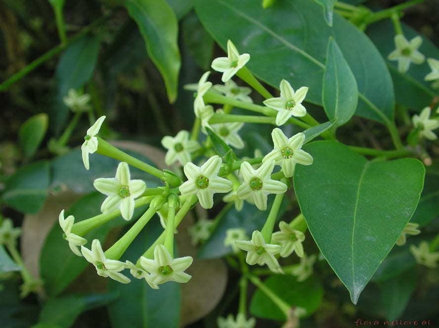 Galán de noche (Cestrum nocturnum): cuidados y toxicidad