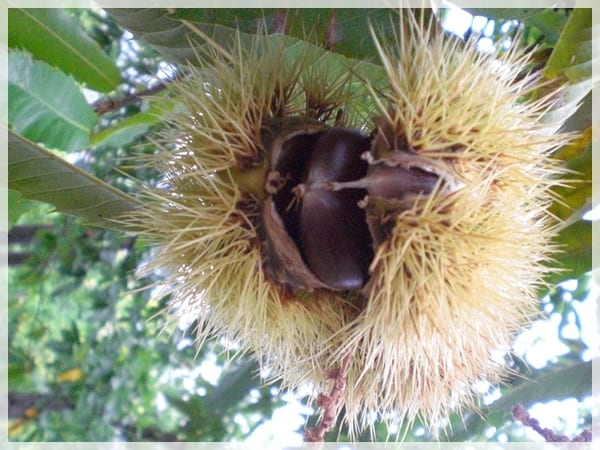 Castaña, fruto del castaño