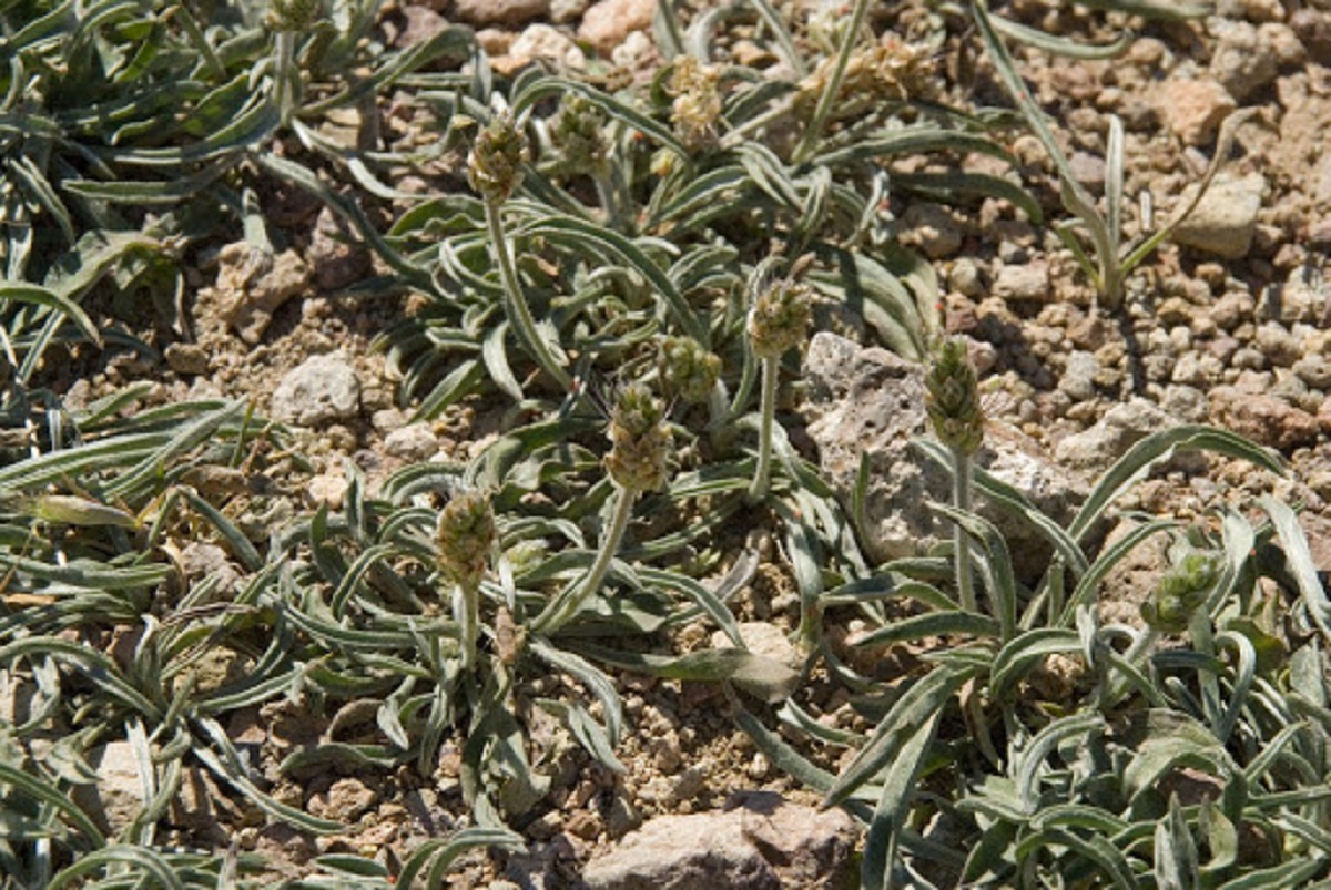 arbusto con aspecto seco llamado Plantago albicans